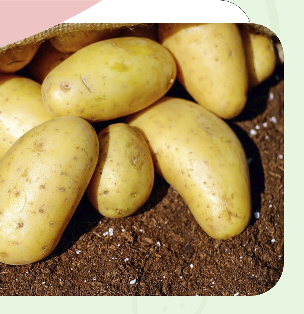 Corazón, Carácter y Calidad