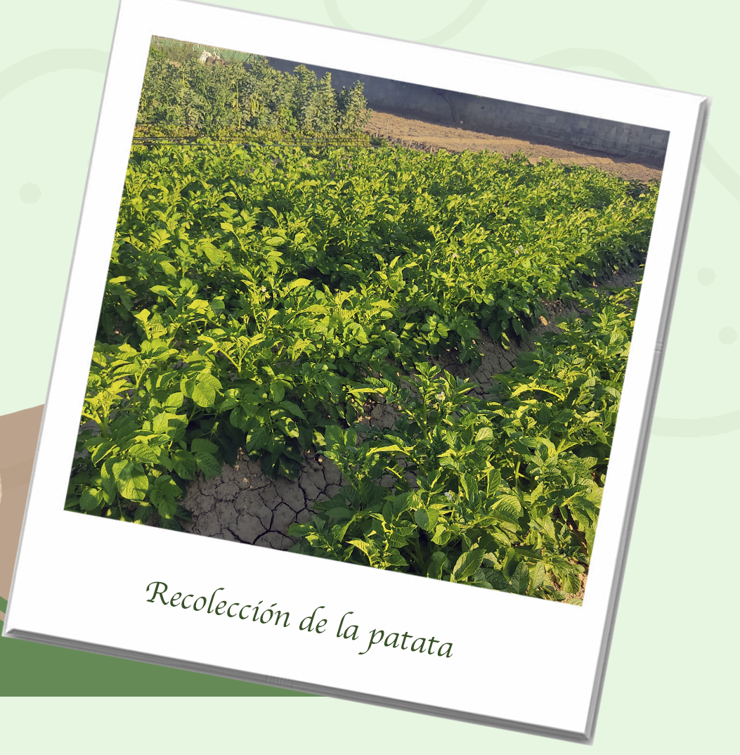Recolección de patatas